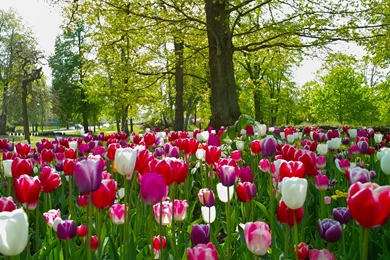 Lawn Tulips In The Park HD Desktop Wallpapers