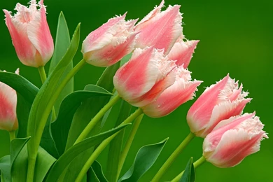 Download Parrot Tulips Wallpapers Flowers