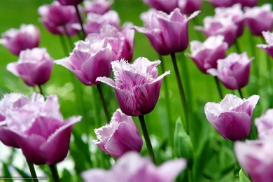 320137_tyulpany_tyulpan_cvety_cvetok_butony_lepestki_vesn_1920x1200_www.Gde Fon.com.jpg