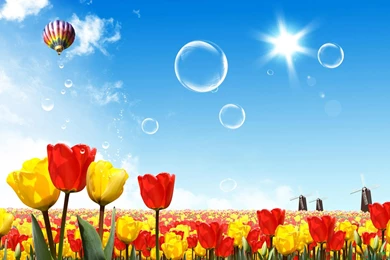 Desktop Wallpapers · Gallery · Windows 7 · Holland Tulips