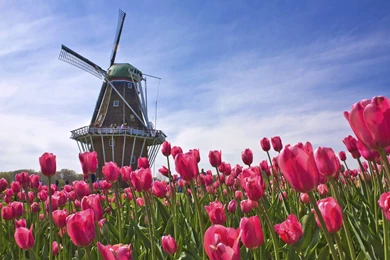 Computer Gorgeous Tulip Field Wallpapers, Desktop Backgrounds ...