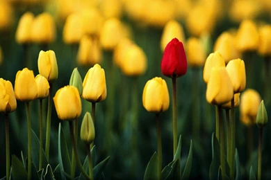High Resolution Beautiful Flower Tulip Desktop Wallpapers HD 3 Full ...
