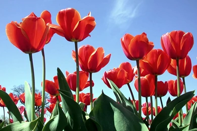 Wallpapers: Red Tulips Wallpapers