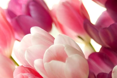High Resolution Beautiful Flower Tulip Desktop Wallpapers HD 8 Full ...