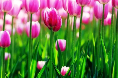 Tulips 084   1080 HD Wallpapers
