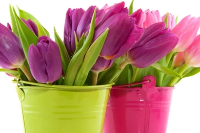 Decoration Tulips Flowers Wallpapers Android Image Desktop Picture