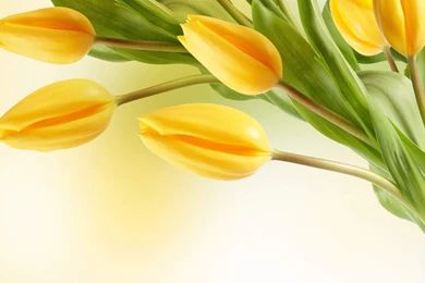 Tulip Flowers Wallpapers High Definition
