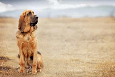 4 Bloodhound HD Wallpapers
