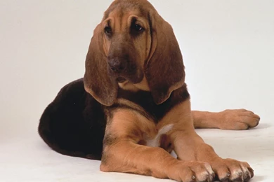 Bloodhound Wallpapers High Quality