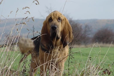 Bloodhound Dog Puppies
