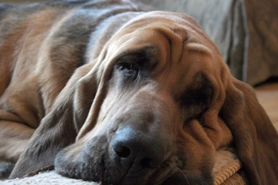 Cute Wrinkled Bloodhound Face Photo And Wallpaper. Beautiful Cute ...