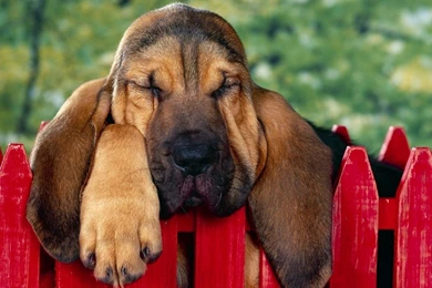 Free Bloodhound 10 High Resolution Wallpapers DogBreedsWallpapers.com