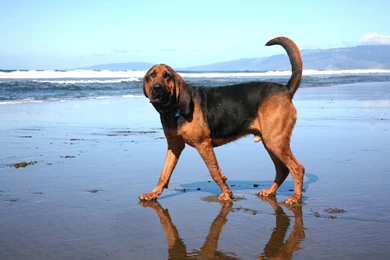 Animals___Dogs_Bloodhound_is_walking_on_water_050359_.jpg