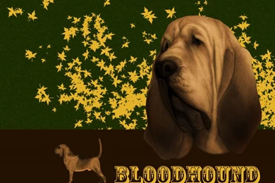 Dog Breed Resource Dog Breed Information Dog Breed Listings Dog ...