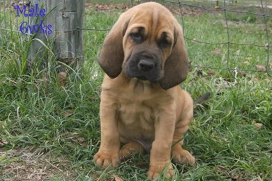 Free Bloodhound 27 Wide Wallpapers DogBreedsWallpapers.com