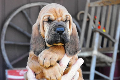 Beautiful Bloodhound Puppy In The Hands Of Owner Wallpapers And ...