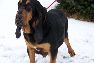 Free Bloodhound 3 Hd Wallpapers   DogBreedsWallpapers.com