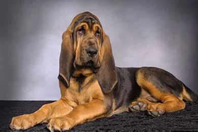 Bloodhound Dogs 13 Free Wallpapers   DogBreedsWallpapers.com