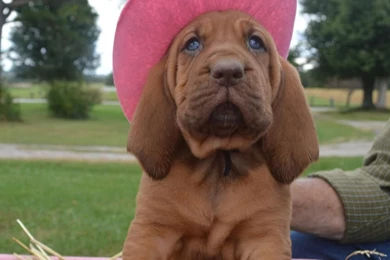 Bloodhound Mix Puppy › Dog Pictures