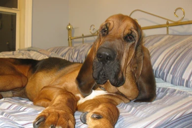 Bloodhound Dog 8 High Resolution Wallpapers   DogBreedsWallpapers.com