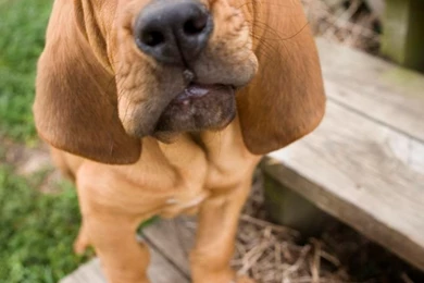 2014 Bloodhound Puppy Latest Pics Wallpapers