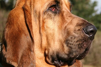 Bloodhound Dog Breed History And Some Interesting Facts
