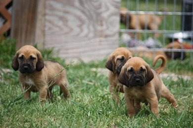 Bloodhound Puppies 4 Backgrounds Wallpapers DogBreedsWallpapers.com