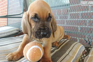 Bloodhound Puppy 17 Widescreen Wallpapers   DogBreedsWallpapers.com