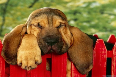 Cool HD Dog Wallpapers