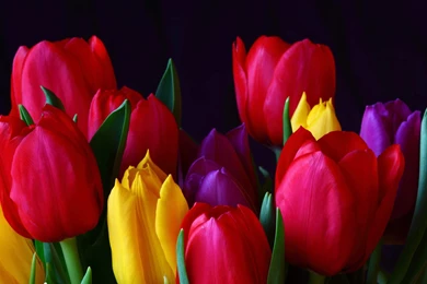 Tulip Flower Images