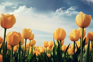 Tulip Flowers Wallpapers
