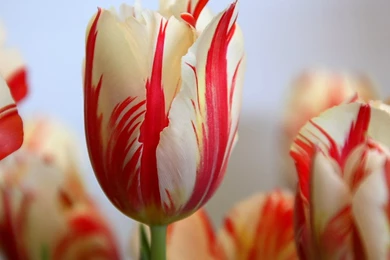 Tulip Flowers HD Wallpapers Free Download