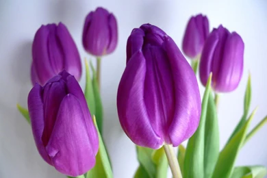 Tulip Flower Wallpapers