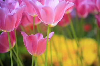 Sweet Pink Tulips, Spring Flowers 15   Wallcoo.net