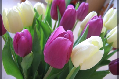 Tulip Flower Wallpapers   Wallpapers HD Wide