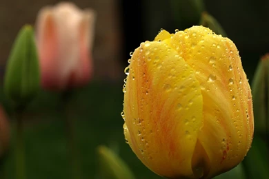 Yellow tulips flower wallpapers   Magic4Walls.com