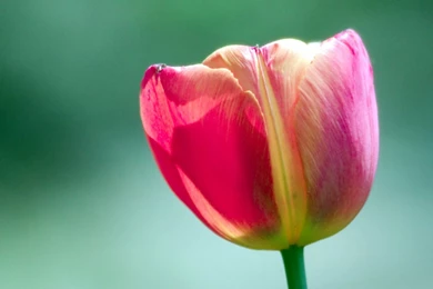 Tulip Flower Desktop Wallpapers ~ Toptenpack.com