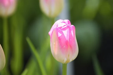 Spring Tulip Garden : Tulip Flower Show 1024x768 Wallpapers 8 ...