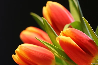Tulip flower higjh resolution wallpapers