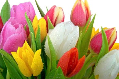 High Resolution Nature Flower Tulip Wallpapers HD 2 Full Size ...