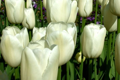 Tulips   Flower Wallpapers   Page 4   Crazy Frankenstein