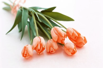 Free Flower Wallpapers Tulip 4 Wallpapers 2560x1600 Wallpapers