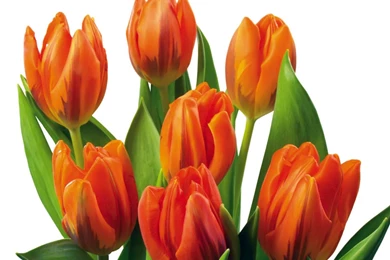 Tulip Flower Wallpapers   Wallpapers HD Wide
