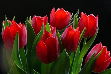 Wallpapers Tulips Flowers Image