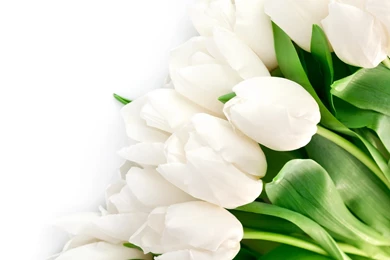 Red And White Flowers Wallpapers Download High Resoltuion