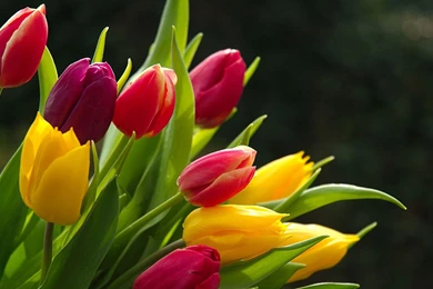 HD Wallpapers Freebie   Quality Free Download Wallpapers