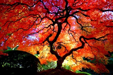 Japanese Maple Desktop Backgrounds