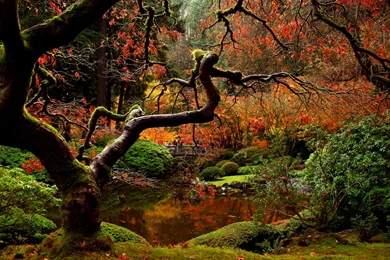 Gardens Wallpaper: Autumn Japanese Garden Desktop Backgrounds ...