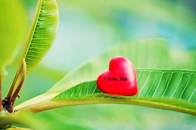 Cute Wallpapers For Facebookcute Doll Wallpapers For Facebook Full ...