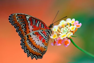 Download Desktop Wallpapers Beautiful Butterfly And Flower